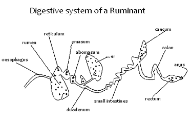 Image From EcoleBooks.com