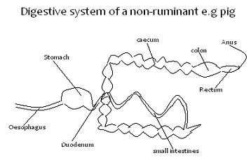 Image From EcoleBooks.com
