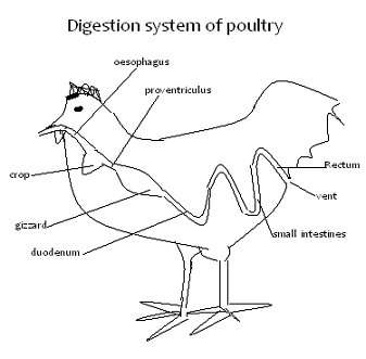 Image From EcoleBooks.com