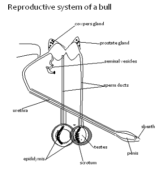 Image From EcoleBooks.com