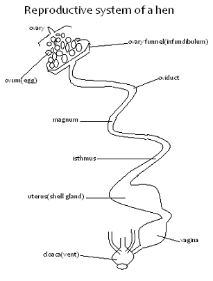 Image From EcoleBooks.com