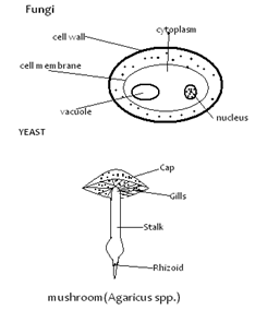 Image From EcoleBooks.com