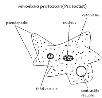 Image From EcoleBooks.com