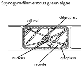 Image From EcoleBooks.com