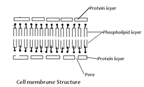 Image From EcoleBooks.com
