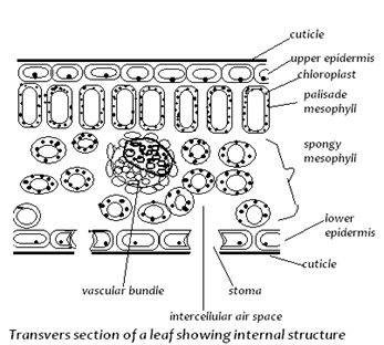 Image From EcoleBooks.com