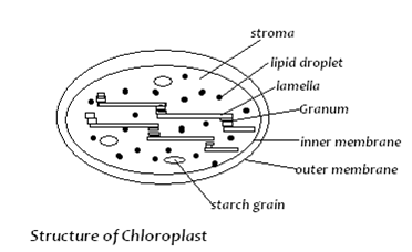 Image From EcoleBooks.com