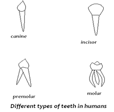 Image From EcoleBooks.com