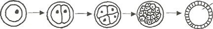 Image From EcoleBooks.com