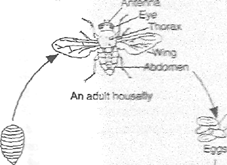 Image From EcoleBooks.com