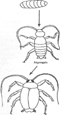 Image From EcoleBooks.com