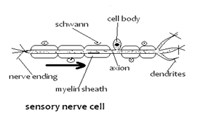 Sensory Neuron Diagram