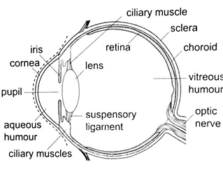 Image From EcoleBooks.com