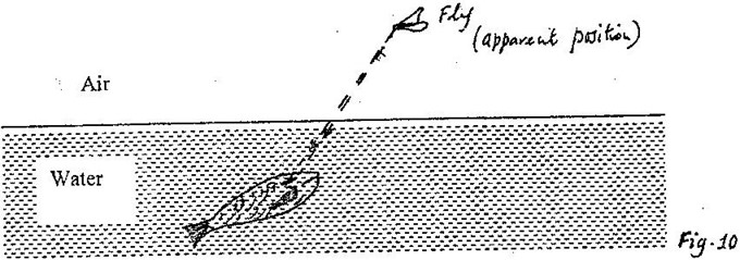 Image From EcoleBooks.com