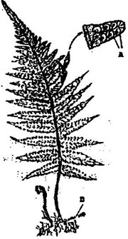 Image From EcoleBooks.com