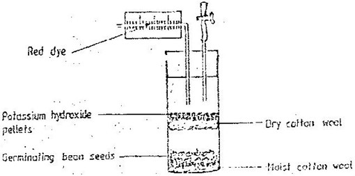 Image From EcoleBooks.com