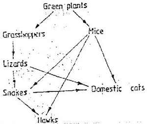Image From EcoleBooks.com