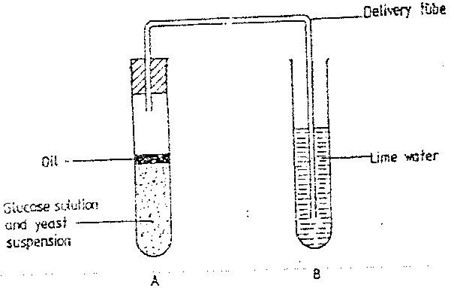 Image From EcoleBooks.com