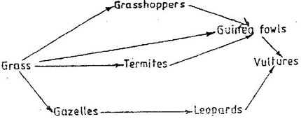 Image From EcoleBooks.com
