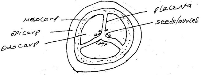 Image From EcoleBooks.com