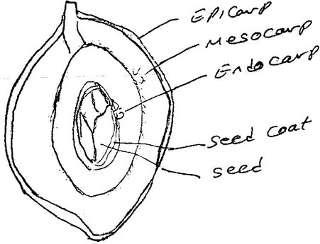 Image From EcoleBooks.com