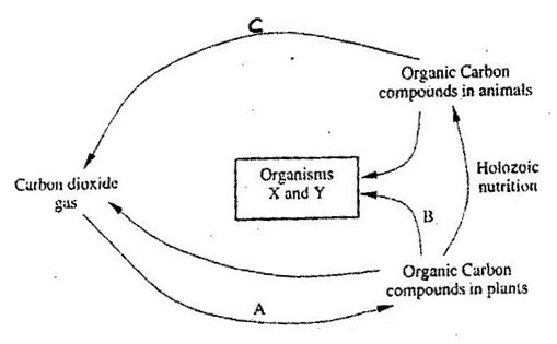 Image From EcoleBooks.com