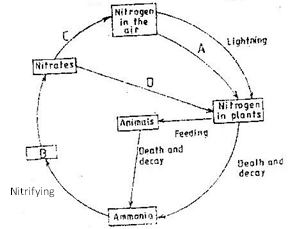Image From EcoleBooks.com