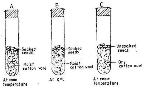 Image From EcoleBooks.com