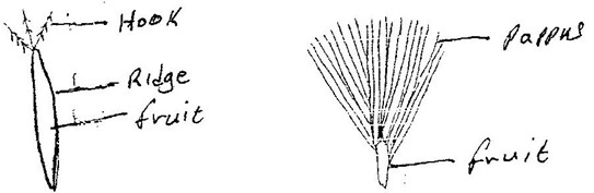 Image From EcoleBooks.com
