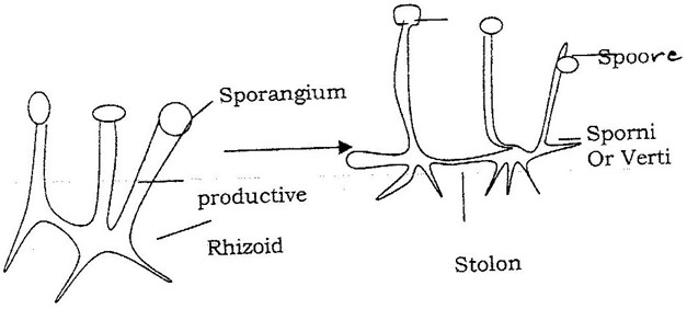 Image From EcoleBooks.com
