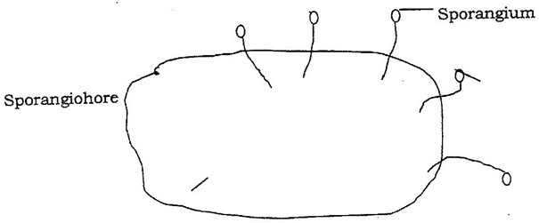 Image From EcoleBooks.com