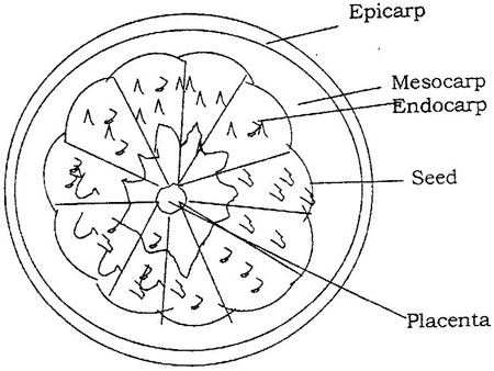 Image From EcoleBooks.com