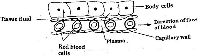 Image From EcoleBooks.com