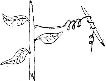 Image From EcoleBooks.com