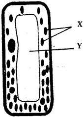 Image From EcoleBooks.com