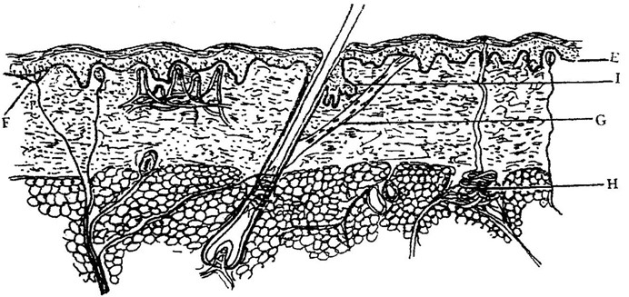 Image From EcoleBooks.com