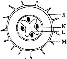 Image From EcoleBooks.com