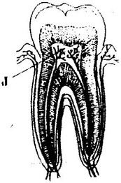 Image From EcoleBooks.com