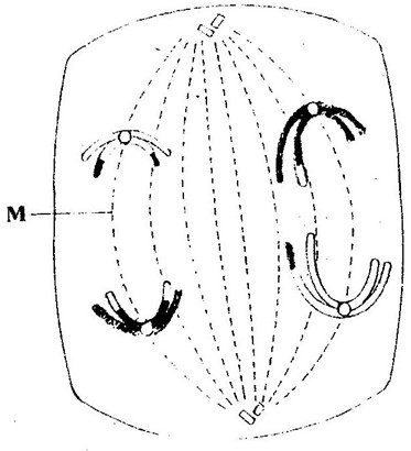 Image From EcoleBooks.com