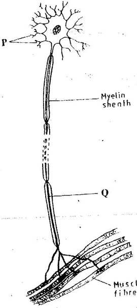 Image From EcoleBooks.com