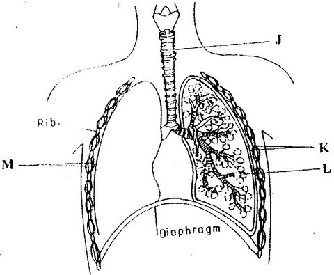Image From EcoleBooks.com