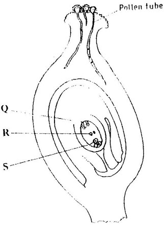 Image From EcoleBooks.com