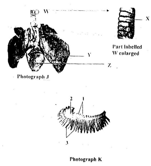 Image From EcoleBooks.com