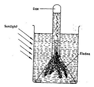 Image From EcoleBooks.com