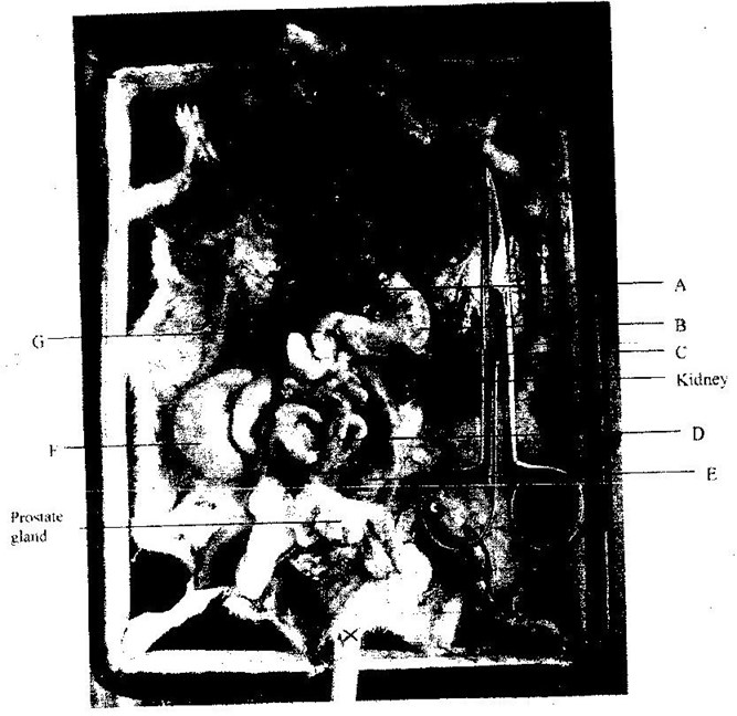 Image From EcoleBooks.com