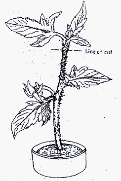 Image From EcoleBooks.com