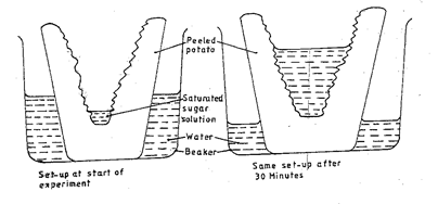Image From EcoleBooks.com