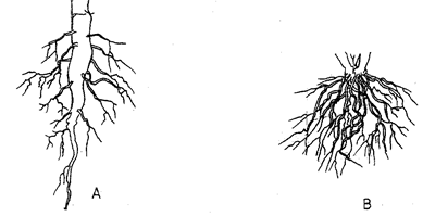 Image From EcoleBooks.com
