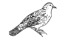Image From EcoleBooks.com