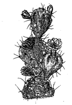 Image From EcoleBooks.com